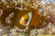 anemone closeup